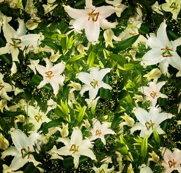 white lilies and green leaves background