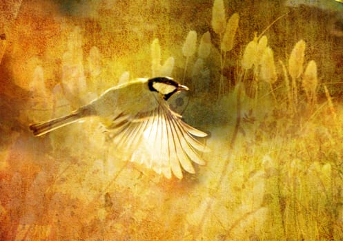 great tit in flight in the morning light