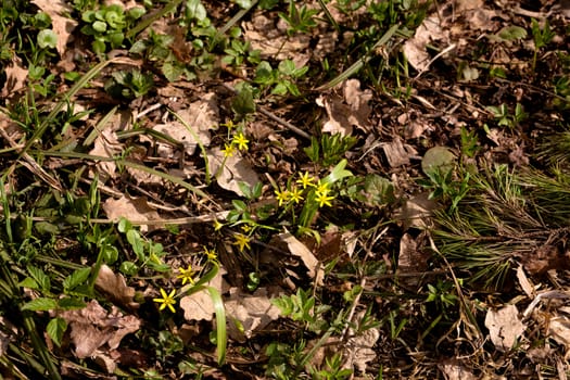 Small yellow flower on ground in sunny spring day

