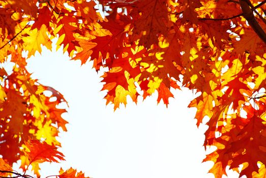 autumn leaves background in sunny day