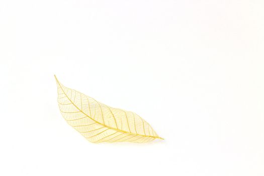 fine image of beautiful transparent leaf isolated on white