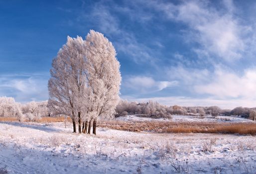 Winter landscape with frozen tree in field and blue sky with clouds