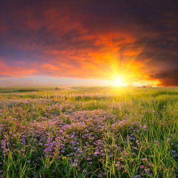 Summer landscape with flower meadow and majestic clouds in the sky on sunset