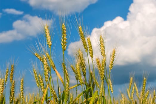 Wheat ears against the blue sky