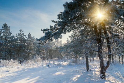 Beautiful winter morning, sun rays shine through branches, landscape