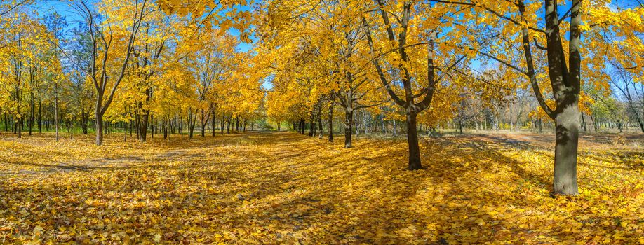 Panorama of the big maple alleys strewn with yellow leaves, autumn landscape