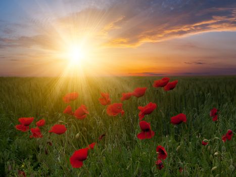 Summer landscape with big meadow with poppies and beautiful sunset on background