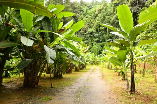 banana garden in northern thailand