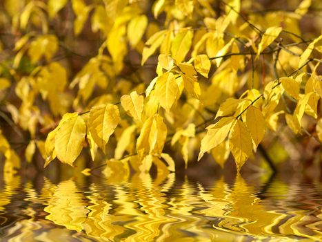 Autumn yellow leaves on branches reflection in water, selective focus