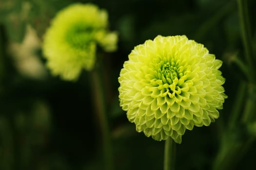 Green Flower Close-up