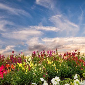 Flower meadow and majestic clouds in the sky, summer landscape