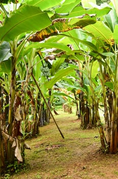 banana garden in northern thailand