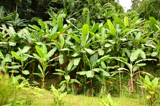 banana garden in northern thailand