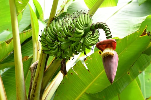 banana garden in northern thailand