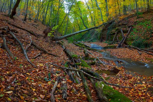 The old wood with the tumbled-down dry trees with a stream in mountains, autumn landscape