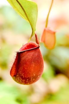 nepenthes ampullaria or Pitcher plant