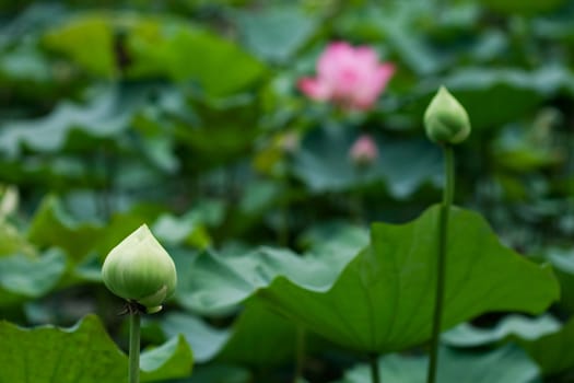 Bud of Lotus Flower