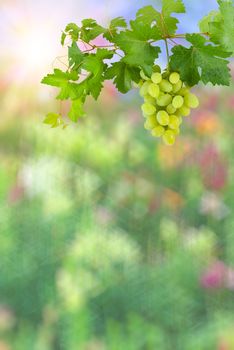 Colorful abstract background with sun and green grapes with leaves on branch