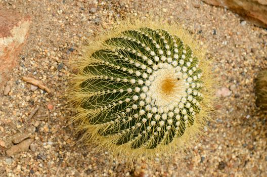 this is a parodia claviceps