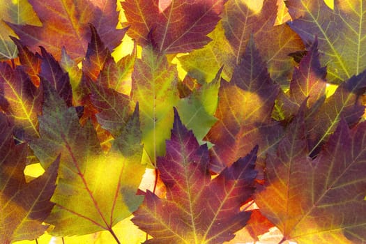 Fall Maple Leaves Background Backlit in Autumn Sun