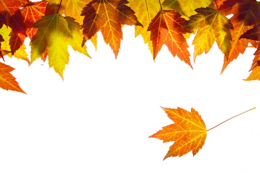 Hanging Fall Maple Leaves Border Isolated on White Background