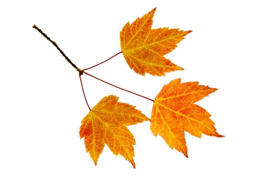 Fall Maple Leaves Trio on Branch Isolated on White Background