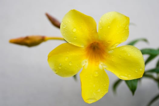 Golden Trumpet Flower