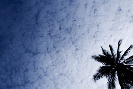 Silhouette of Coconut