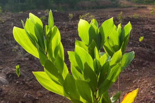 Green Leaf