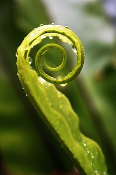 Unfurling Fern Tip