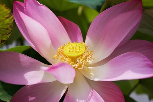 Pink Lotus