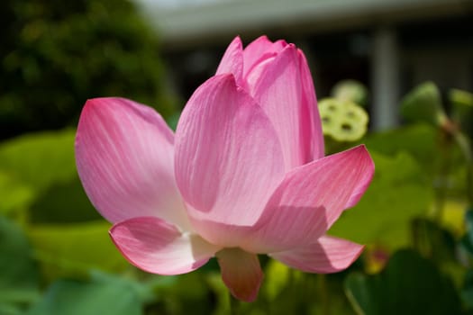 Pink Lotus