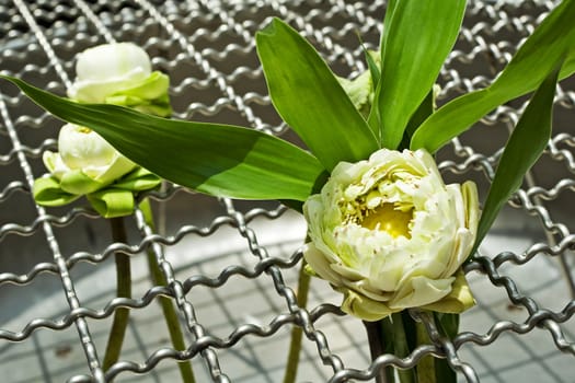 White Lotus