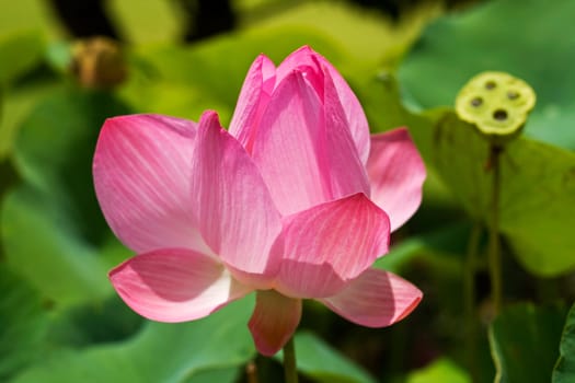 Pink Lotus
