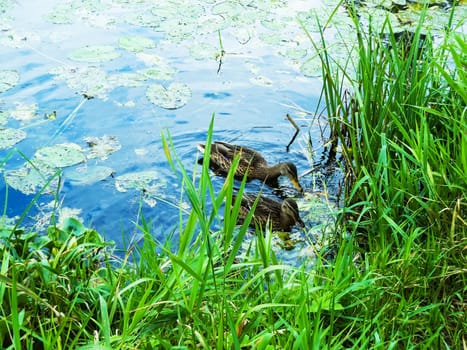 two ducks in their natural habitat in the pond