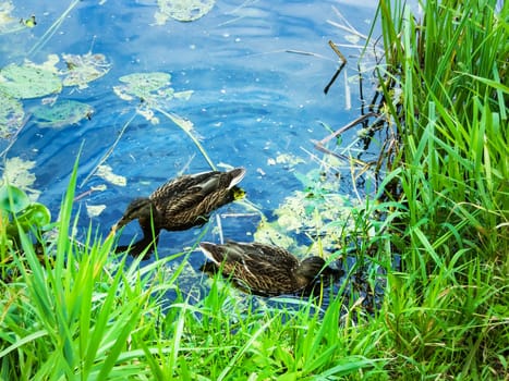 two ducks in their natural habitat in the pond