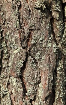 The  old pine tree bark background