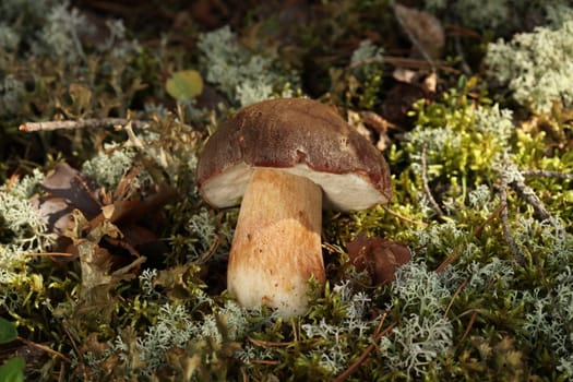 Porcini Mushroom in natural enviroment