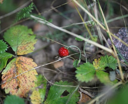 wild strawberry in nature