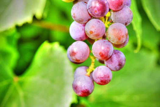 Dramatic bold colors of hdr rendering of ripening grapes on a vine, food or wine background.