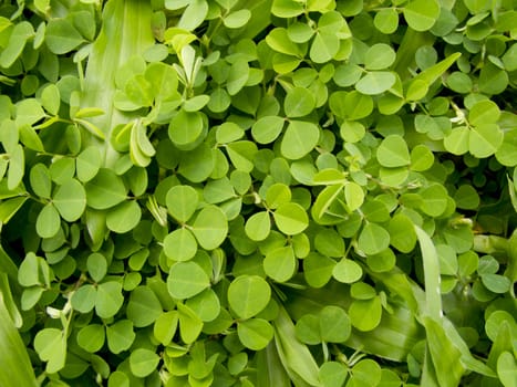 Pattern of Wood sorrel or Oxalis acetosella L. field