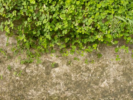 Wood sorrel or Oxalis acetosella L. on concrete floor with space