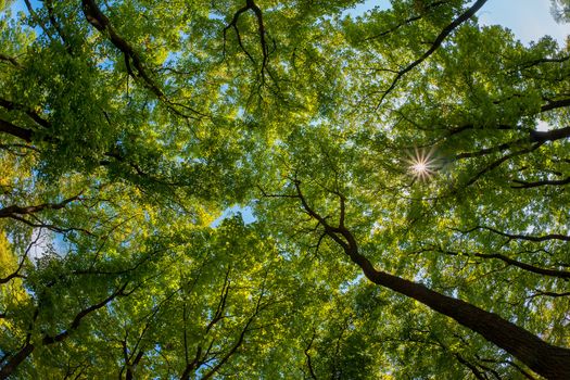 The green trees top in forest, blue sky and sun beams shining through leaves