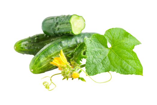 Green cucumbers vegetables with flower and leaves isolated on white background. Studio photo