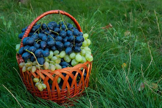 Ripe blue and green grapes in wicker basket on grass in garden, outdoor