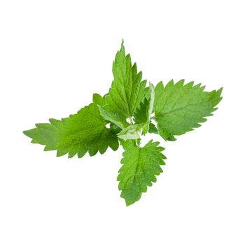 Close-up fresh mint leaves isolated on white background