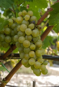 white grapes for wine production in Italy