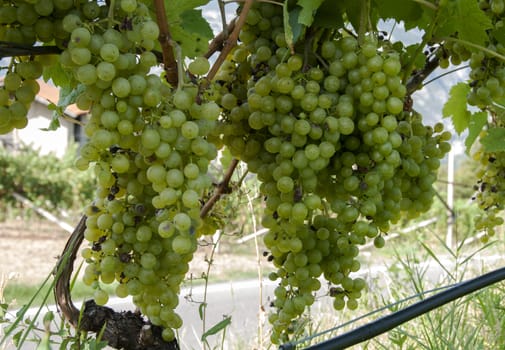 white grapes for wine production in Italy