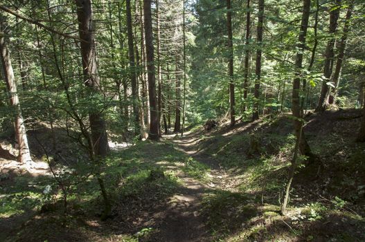 deep in the forest from north Italy
