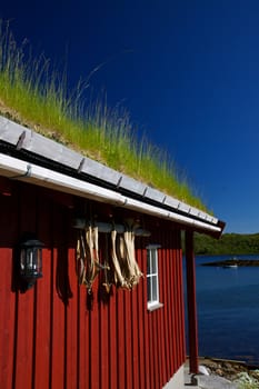 Detail of traditional norwegian fishing hut with dried stockfish pieces hanging on the red wall